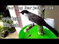 Download Lagu Cara buat sangkar kutilang dari piring plastik | sangkar layang