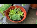 Japan LIVE Rain 2020.06.13 11:30~ 22–C ASMR Ambient Sound Sleep Meditate Chill Relax Focus