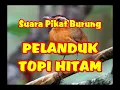 Download Lagu SUARA PIKAT PELANDUK TOPI HITAM | SUARA PIKAT PELANDUK TOPI HITAM RIBUT