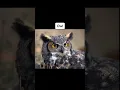 Animals With Down Syndrome