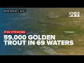 West Virginia DNR stocks gold rainbow trout statewide in annual spring tradition