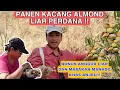 Download Lagu PANEN KACANG ALMOND LIAR PERDANA!! BONUS ANGGUR LIAR DAN MASAKAN MANADO KHAS MARIKO ANJELI !!