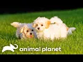 Witness the Heartwarming Journey of Maltipoo Puppy Care Too Cute Animal Planet