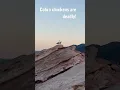 Download Lagu We saw geese on the red rocks