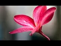 Download Lagu Завораживающая душу музыка Сборник Природа Горы. Сергей Чекалин