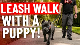 Teach Your Puppy to Walk Perfectly in 10 Minutes!