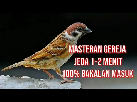 Download MP3 Masteran Burung Gereja Jeda 1-2 menit Dijamin bakalan Masuk Sudah Saya Buktikan!