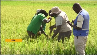 From Struggle to Success: New Farming Technologies Boost Olweny Rice Farmers’ Harvests
