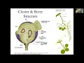 Grapevine Berry Structure Development