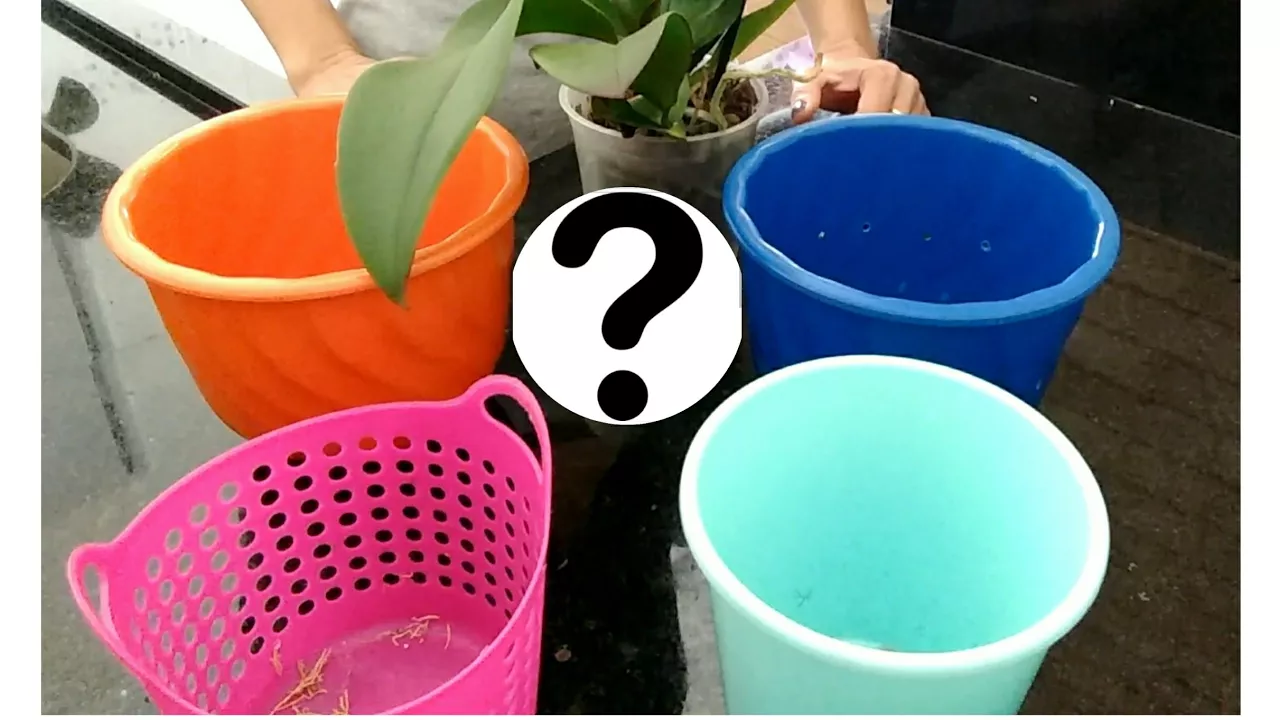 COMO ESCOLHER VASO PARA ORQUÍDEA (INICIANTES)