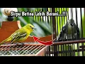 Download Lagu Ternyata Burung Sirtu/cipoh betina lebih berani melawan jantan