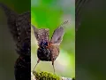 Download Lagu Rocking Birdy|#shortvideo #funny #fypシ゚viral #cute