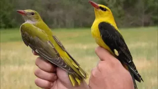 صوت صفر يات ذكر وانثا دندنها