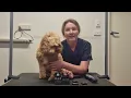 Dog Grooming Clipper Blades And Combs - What's The Difference? What Should I Use?