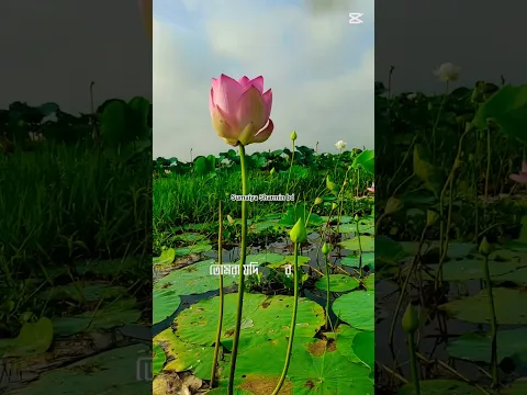 পদ্ম ফুলের রাজ্যে একদিন। যারা এখনো আসেননি ঘুরে যাবেন।দক্ষিণ গ্রাম,পদ্মবিল।#shorts #youtubeshorts #yt