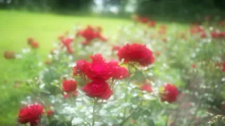 تلاوة للشيخ محمد محمود عصفور ماتيسر من س البقرة 