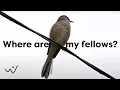 Northern Mockingbird Bird Sound, Song, Bird Call, Bird Calling Chirps, Listen Mockingbird Melody