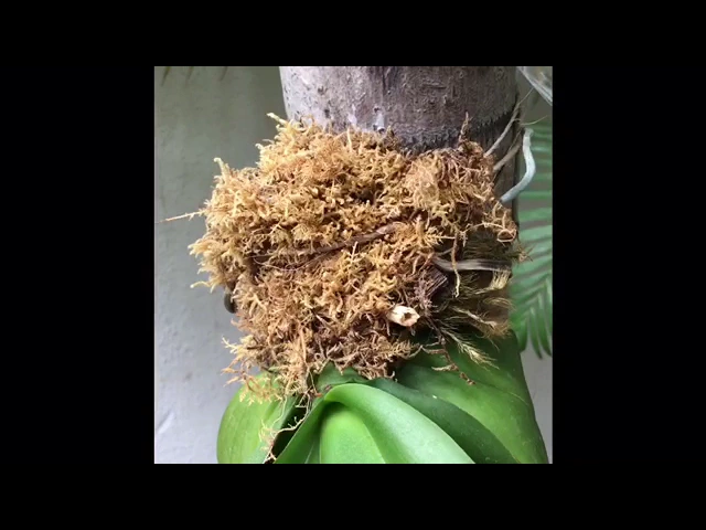VIDEO 5: HOW TO WATER ORCHIDS ON A TREE