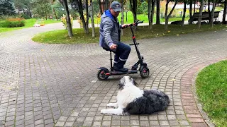 Я обучаю людей, как контролировать собак