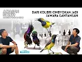 Download Lagu KOLEKSI KOLIBRI JAWARA PULUHAN EKOR | DARI OMBYOKAN JADI GANTANGAN | Episode 75