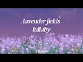 Lavender Fields Lullaby | Drift Off Through Endless Purple Dreams 💜 | 4 Hours