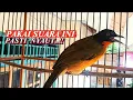 Download Lagu Burung kutilang emas gacor 