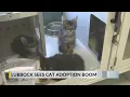 Cat adoption boom in Lubbock