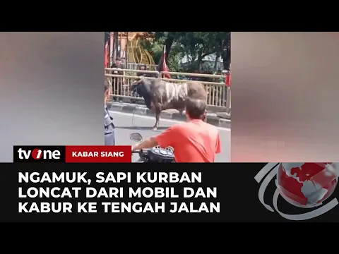 Sapi Ngamuk di Tengah Jalan, Pengendara Takut Diseruduk