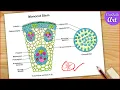 Monocot Stem Diagram Drawing - Easy step by step TS section of monocot stem