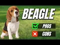 Beagle Pros And Cons The Best And Worst Dog Ever
