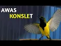 Download Lagu Awas konslet, pancingan sogon bikin konslet ngleper