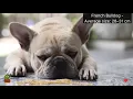 Dog Sizes From Tiny Chihuahua to Giant Mastiff