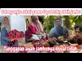 Download Lagu GAK NYANGKA SEKALI PANEN 20 KG LEBIH JAMBU JAMAIKA || INI RAHASIANYA BISA BERBUAH LEBAT