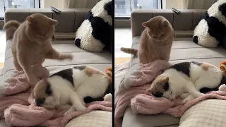 These Cats Definitely Don’t Like Each Other
