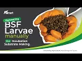 Agmart BSF Harvesting BSF Larvae Manually and Incubation Substrate Making