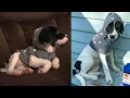 Watch My Puppy Grow Beagle Labrador Mix Happy Birt ay Luna