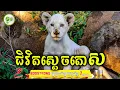 Download Lagu ជិវិតស្តេចតោស | ម្អម សម្រាយរឿង