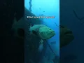 Download Lagu Goliath Grouper Spotting🐡