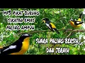 Suara pikat burung sikatan emas paling ampuh persi 2023