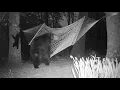 HAMMOCK BEARS - MAY 2020 - PART 1: and the CUB CRIES, "MOMMA!"