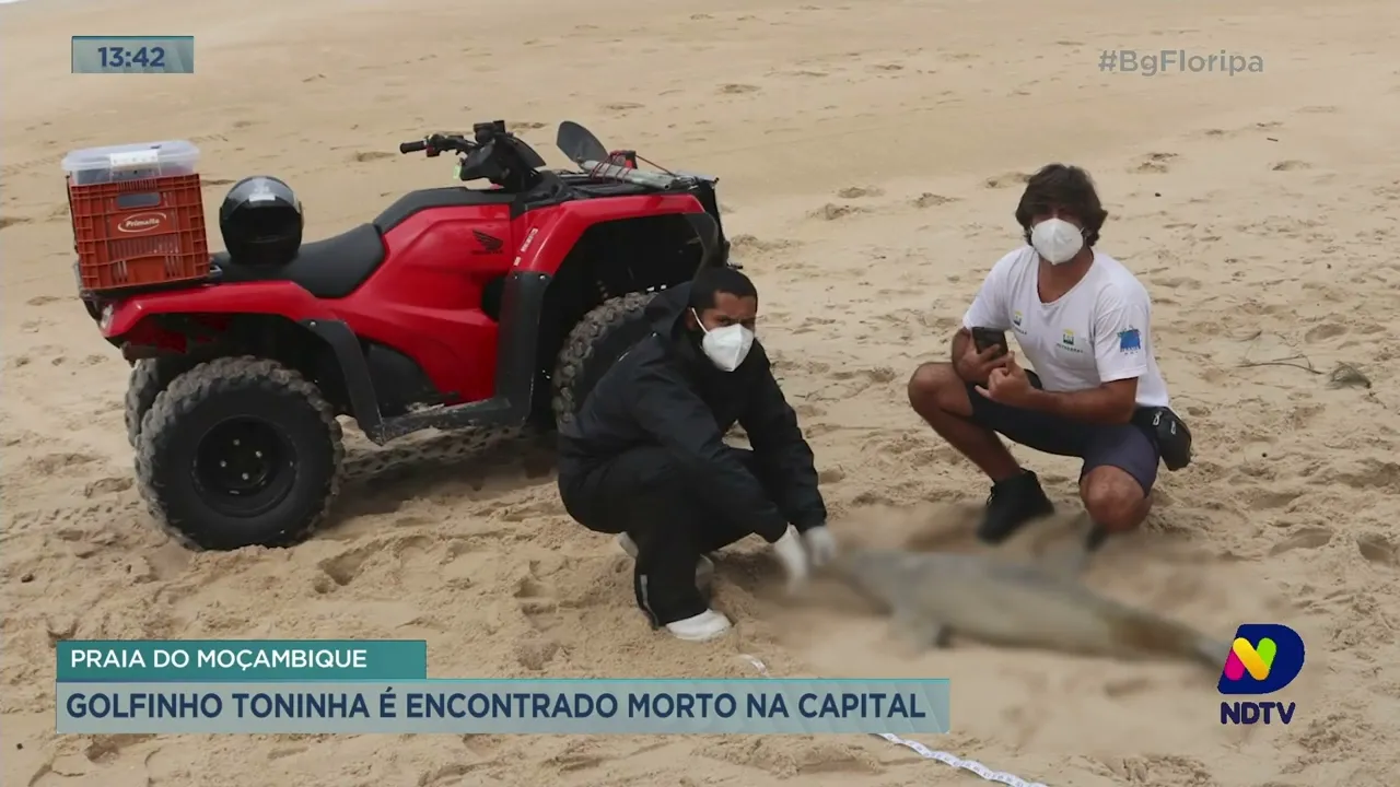 Golfinho Toninha é encontrado morto em praia de Florianópolis