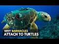 Why do barnacles stick to Turtles