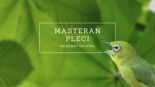 Download Masteran Pleci Sejalur Tembakan Rambatan MP3