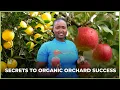 The Kenya Organic Orchard Thriving with Apple Citrus Farming