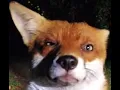 Mr Fox Close Up