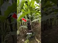 Download Lagu Even Banana Leaves Are Valuable