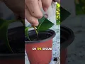 Download Lagu One easy way to propagate camellia flowers for your garden! #flowers #camellia #propagate #spring