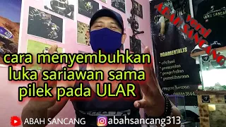 Download cara menyembuhkan sariawan sama flu pada ULAR // #ular MP3