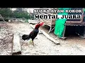 Lagu suara ayam kokok MenTaL juara #ayam #ayamjago #ayamgeprek #ayampakoy #induknya #ayamkampung