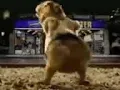 Funny dancing GIF